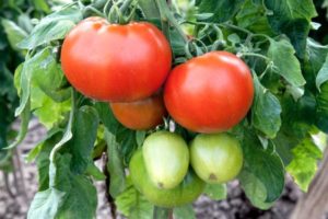 Beschreibung der Tomatensorte Champion f1 und ihrer Eigenschaften