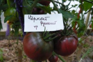 Melno krievu tomātu šķirnes, ražas un audzēšanas apraksts