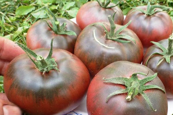 Dunkle Tomaten