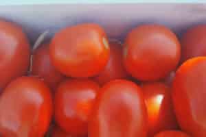 Beschrijving van de hybride variëteit van Chibli-tomaat, de teelt ervan