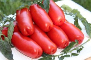 Beschrijving van de variëteit aan laagblijvende tomaten Brandhout en zijn kenmerken