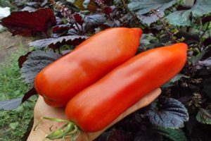 Opis sorte rajčice ujak Stepa i njegove karakteristike