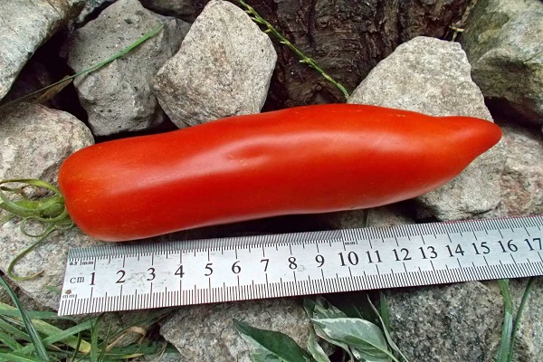 طماطم طويلة