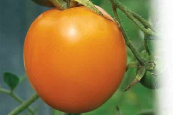 eldorado tomaat