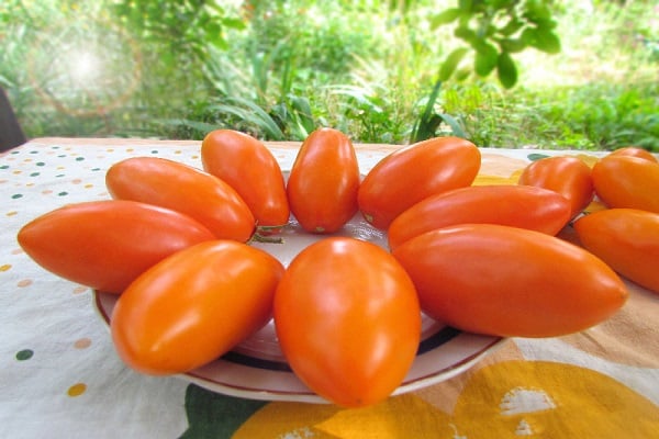 tomate Eliseo