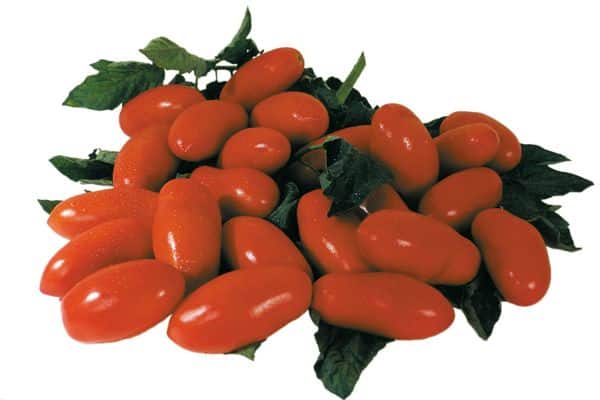 Pitkät tomaatit
