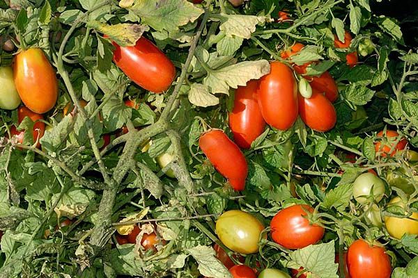 „Ercol“ pomidorai