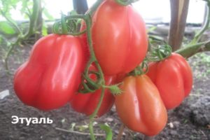 Opis odrody paradajok Etual a jej vlastnosti a výnos