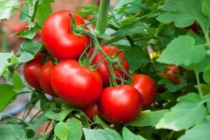 Beschrijving van het tomatenras Afwerking en kenmerken