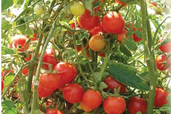 Dyrkning af tomater