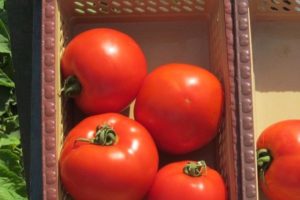 Descrizione della varietà di pomodoro Florida F1 e delle sue caratteristiche