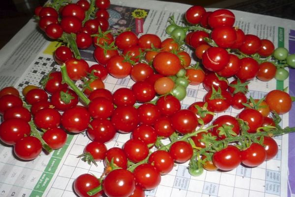 Sadonkorjuu tomaatteja