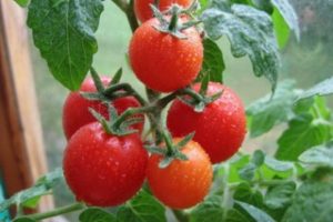 Kuvaus tomaattilajikkeesta Gavroche ja sen ominaisuuksista