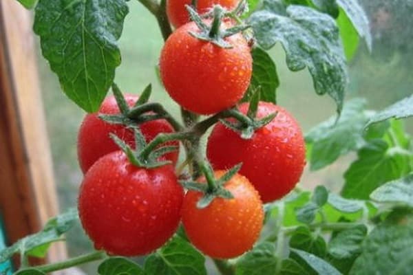 pomidorowy gavroche