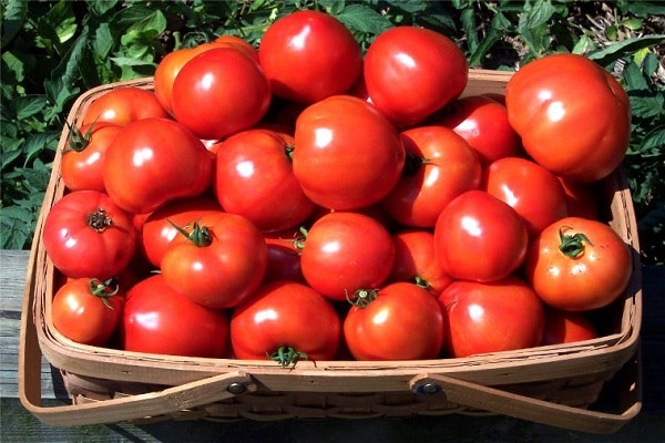 en korg med tomater