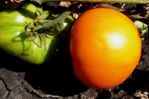Pomidorų veislės Graf Orlov aprašymas, auginimas ir derlius