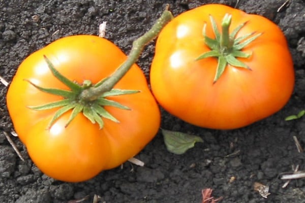 wykres pomidora