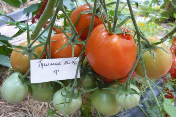 Kasvavat tomaatit