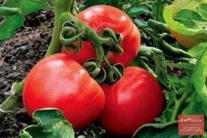 Beschrijving van de tomatenvariëteit Igranda en zijn kenmerken
