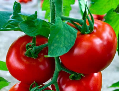 Tomatenbüsche Iljitsch F1