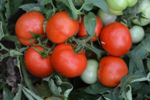 Descripción de la variedad de tomate Impala y sus características