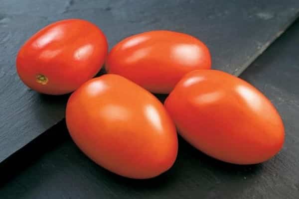paradajka indio
