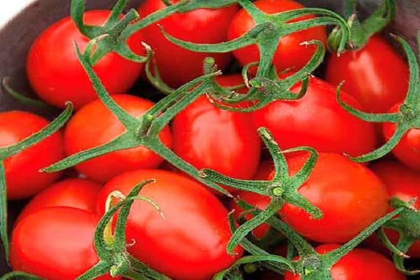 kibirą pomidorų