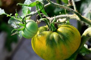 Kuvaus tomaattilajikkeesta irlantilainen likööri ja sen ominaisuudet