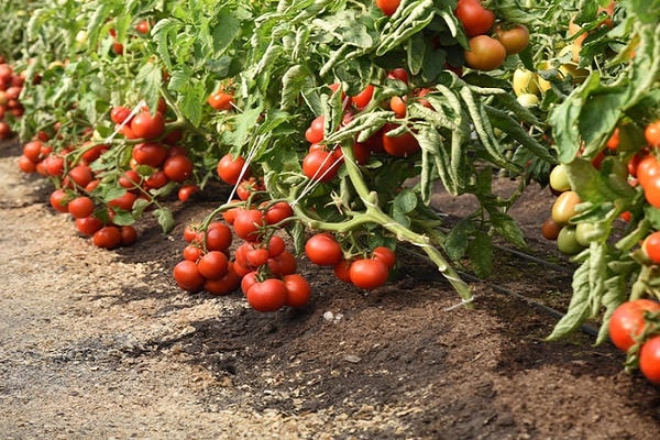 tomaat kapitein