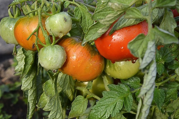 veľmi skoré paradajky