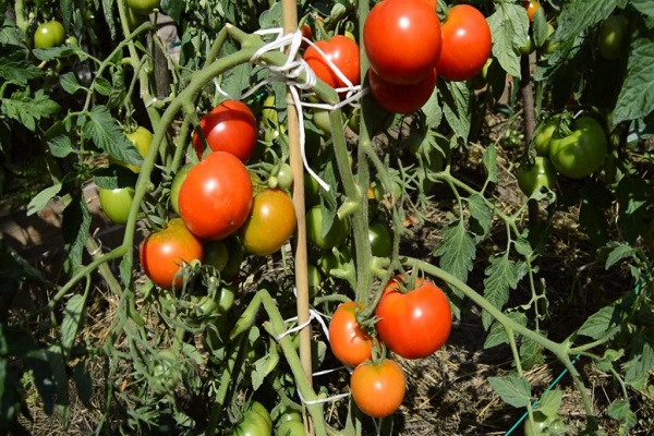 sla tomaat