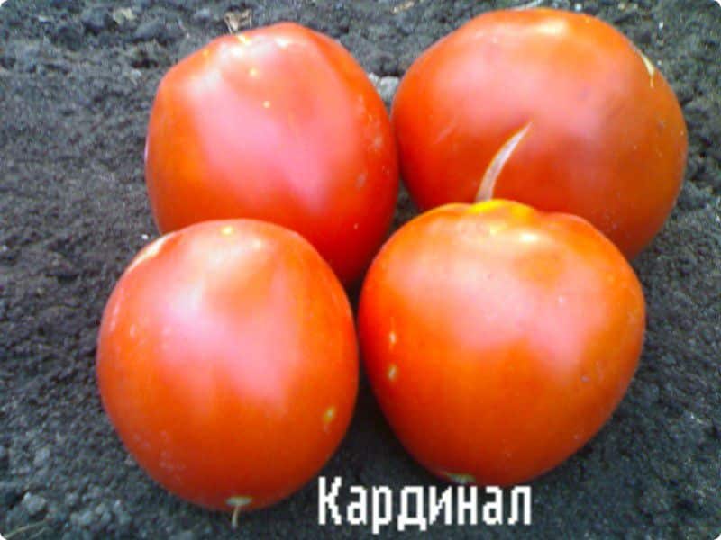 tomaatti kardinaali