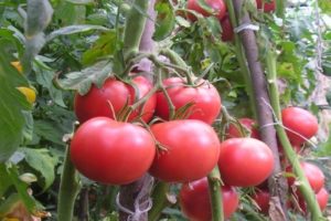 Description of the Kasamori tomato variety and its characteristics