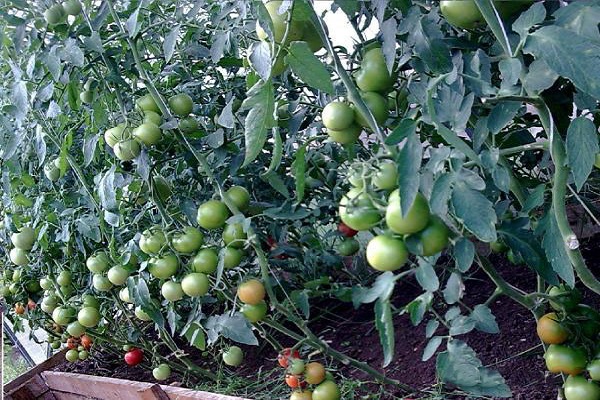 kasamori tomātu