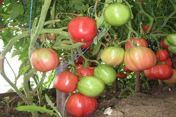 طماطم كييف