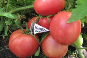 Didelio vaisiaus pomidorų veislės „Kievlyanka“ aprašymas ir derlius