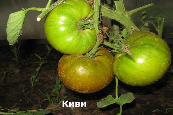 paradajková kiwi