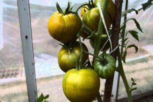 Opis odrody zelených paradajok Kiwi a jej vlastnosti