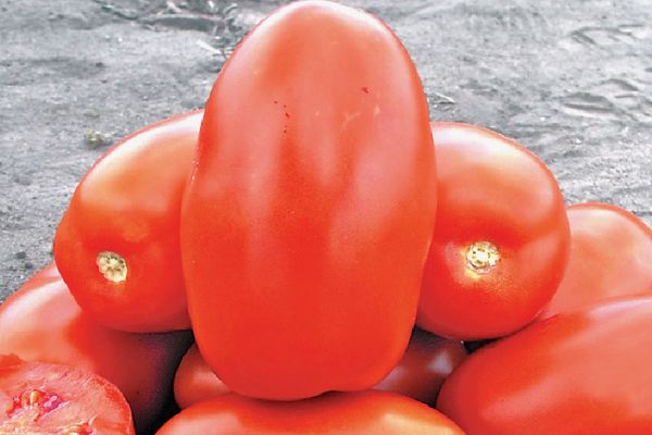 Kypsä tomaatti