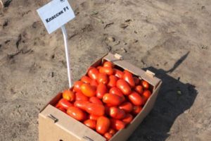 Klasik domates çeşidinin tanımı ve özellikleri