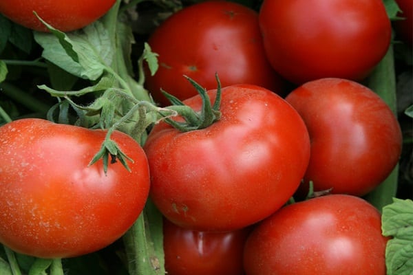 sezono vidurio pomidorai