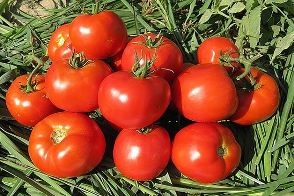 Tomate im Gras