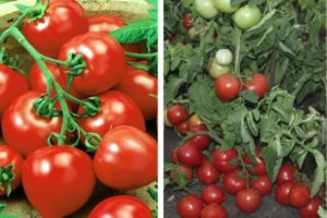 Descripción de la variedad de tomate My love y sus características