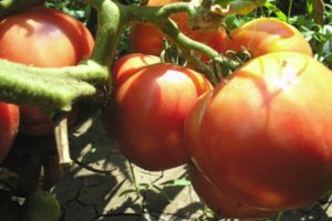 Description of the tomato variety Love earthly and its characteristics