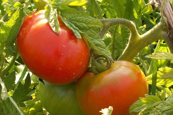 Tomaten telen