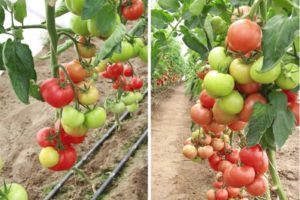 Beschreibung der Sorte Tomate Magnus, Eigenschaften und Anbau