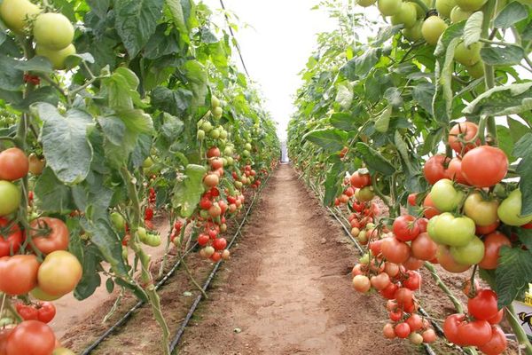 גידול עגבניות