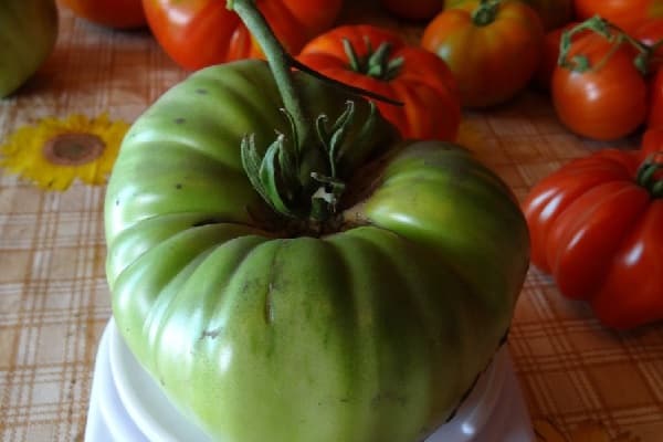 tomaat winnaar