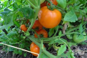 Description of the tomato variety Honey dew and its characteristics