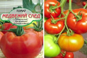Description of the tomato variety Bear Trail and its characteristics